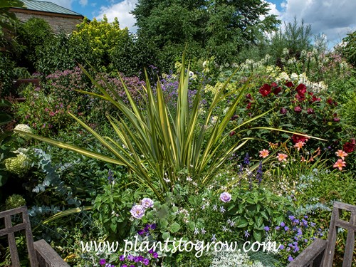 Lineatum New Zealand Flax (Phormium tenax Lineatum) 
Growing in a large pot set in a garden.